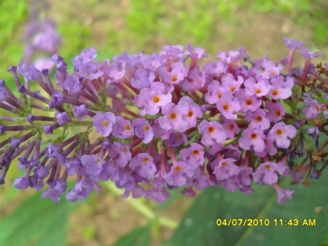 Name:  Resim 1458.jpg
Views: 772
Size:  44.4 KB