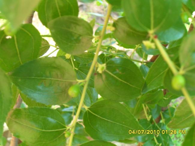 Name:  Resim 1467.jpg
Views: 805
Size:  37.6 KB