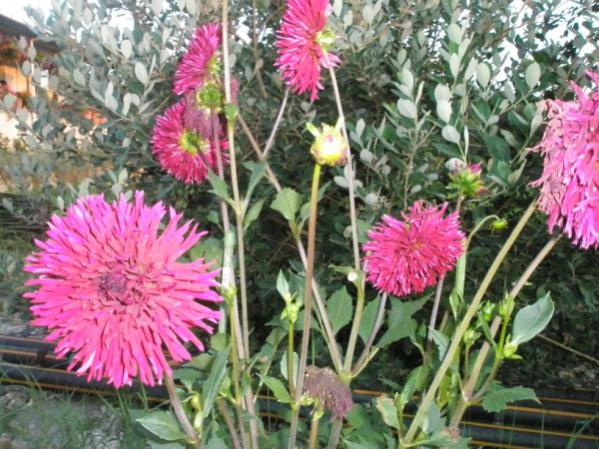 Name:  P7050015 (600 x 450).jpg
Views: 1253
Size:  65.3 KB