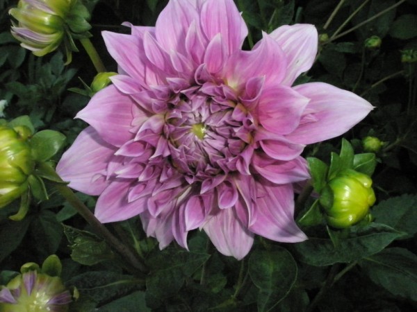 Name:  P7050017 (600 x 450).jpg
Views: 1304
Size:  68.6 KB