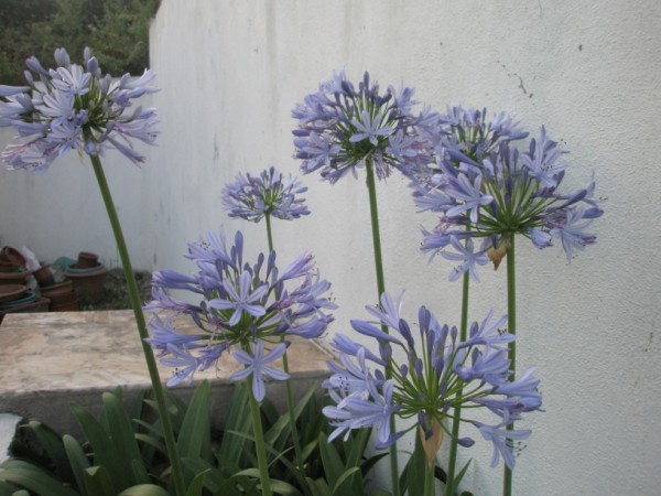 Name:  P7050005 (600 x 450).jpg
Views: 1024
Size:  69.0 KB