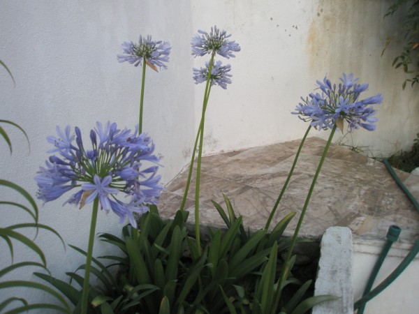 Name:  P7050006 (600 x 450).jpg
Views: 1077
Size:  62.9 KB
