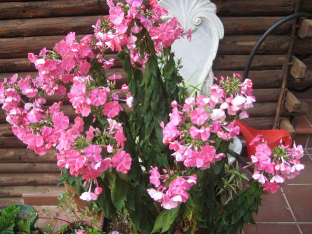 Name:  IMG_2714.jpg
Views: 798
Size:  62.3 KB