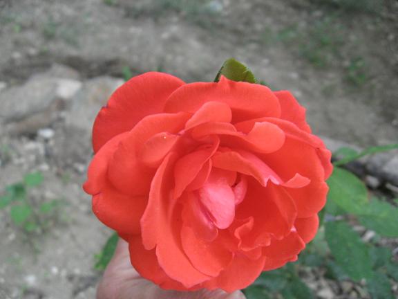 Name:  k gl.JPG
Views: 1068
Size:  31.8 KB