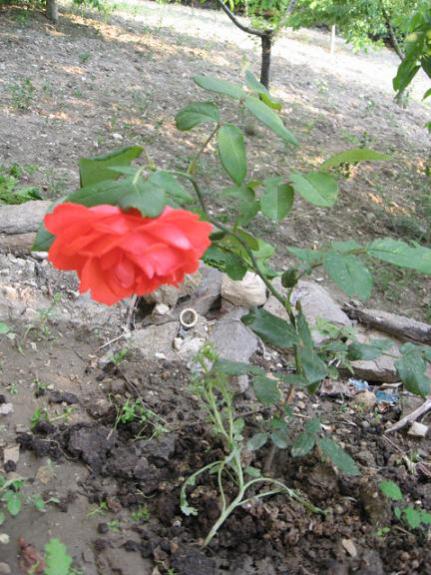 Name:  gl.jpg
Views: 1099
Size:  56.5 KB