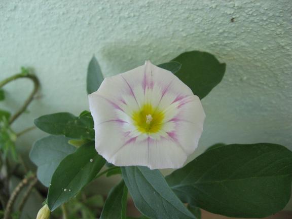 Name:  beyaz sabah s.JPG
Views: 1041
Size:  31.6 KB