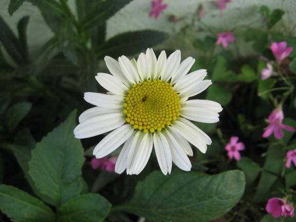 Name:  papatya.JPG
Views: 1292
Size:  36.8 KB