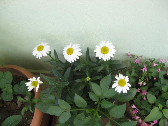 Name:  papatya 1.JPG
Views: 1151
Size:  42.1 KB