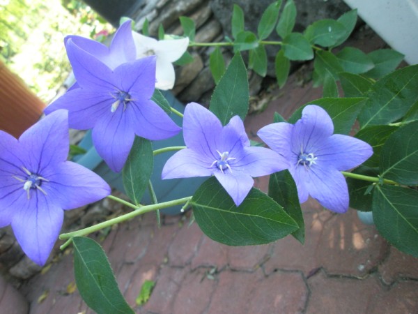 Name:  P7060037 (600 x 450).jpg
Views: 1446
Size:  63.6 KB