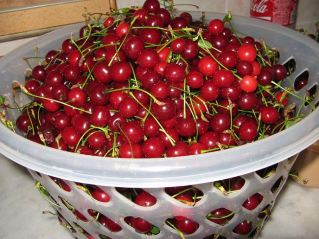 Name:  vine1.jpg
Views: 1081
Size:  62.7 KB