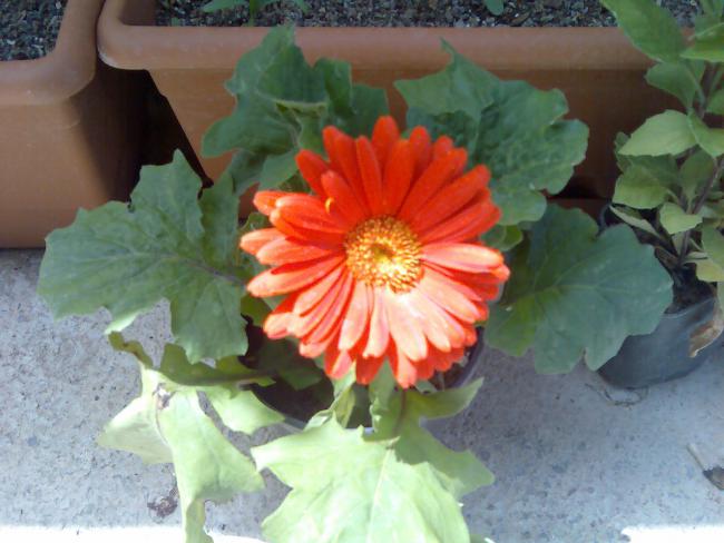 Name:  Grnt454.jpg
Views: 555
Size:  43.2 KB