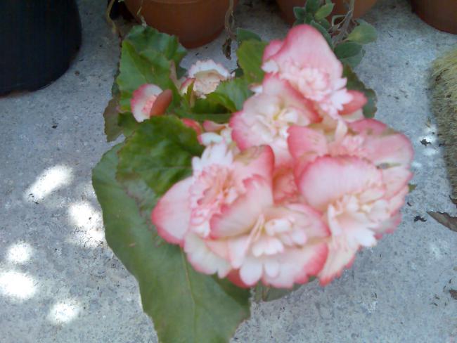 Name:  Grnt458.jpg
Views: 584
Size:  41.6 KB