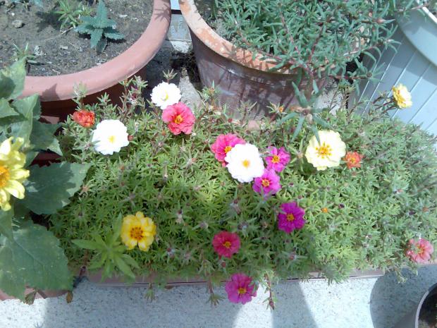 Name:  Grnt462.jpg
Views: 556
Size:  71.2 KB
