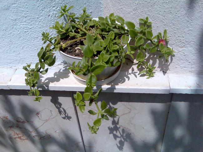 Name:  Grnt464.jpg
Views: 531
Size:  60.1 KB