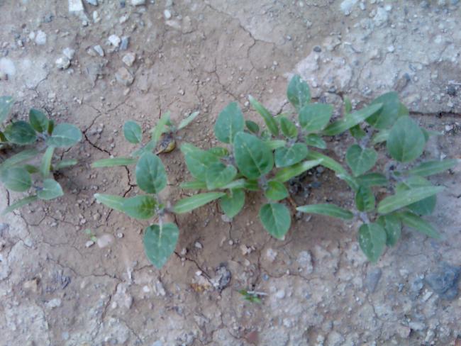 Name:  Grnt467.jpg
Views: 556
Size:  52.2 KB