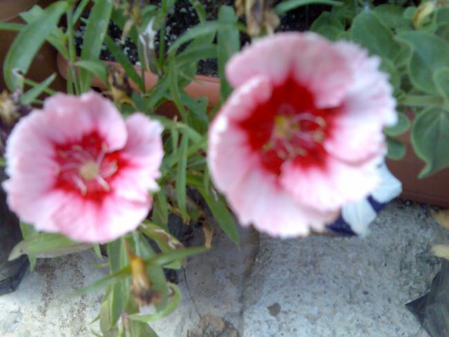 Name:  Grnt470.jpg
Views: 536
Size:  40.2 KB