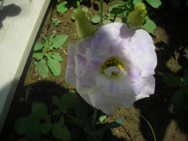 Name:  DSCN2416.jpg
Views: 971
Size:  34.0 KB