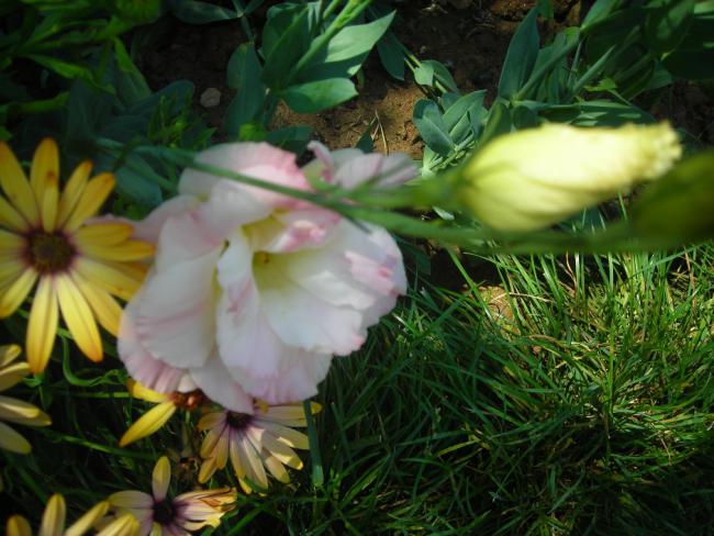 Name:  DSCN2425.jpg
Views: 969
Size:  53.4 KB