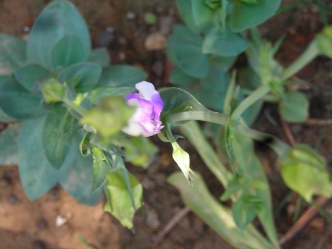 Name:  DSCN2426.jpg
Views: 971
Size:  31.2 KB