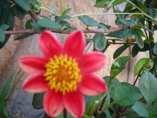 Name:  DSCN2388.jpg
Views: 923
Size:  47.1 KB