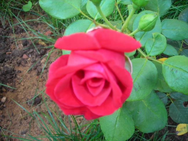 Name:  DSCN2375.jpg
Views: 986
Size:  46.5 KB