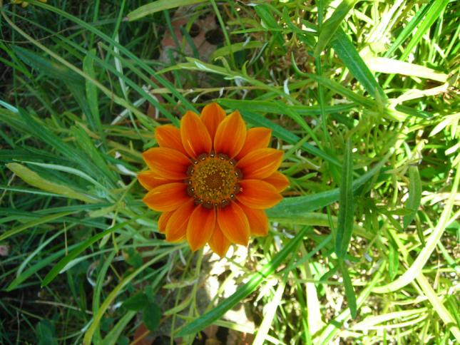 Name:  DSCN2365.jpg
Views: 929
Size:  70.5 KB