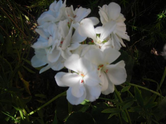 Name:  DSCN2358.jpg
Views: 945
Size:  32.7 KB
