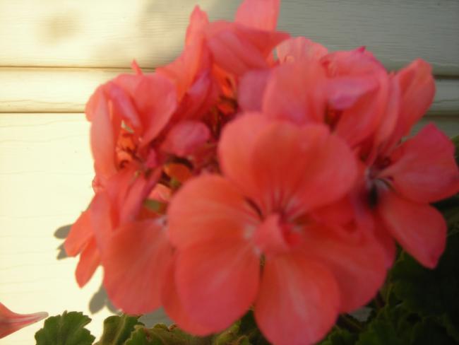 Name:  DSCN2398.jpg
Views: 920
Size:  24.0 KB