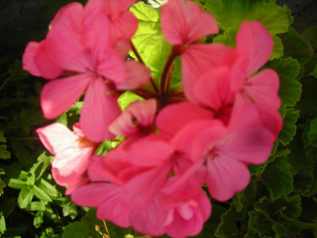 Name:  DSCN2402.jpg
Views: 916
Size:  34.3 KB