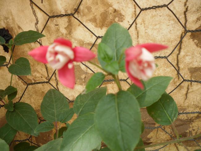 Name:  SDC10843 copy.jpg
Views: 723
Size:  51.9 KB