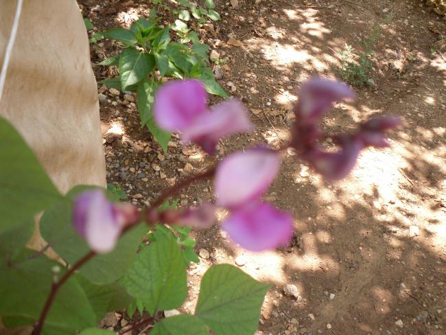 Name:  SDC10844 copy.jpg
Views: 666
Size:  61.3 KB