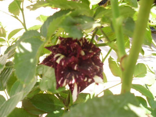 Name:  SDC10846 copy.jpg
Views: 636
Size:  41.9 KB