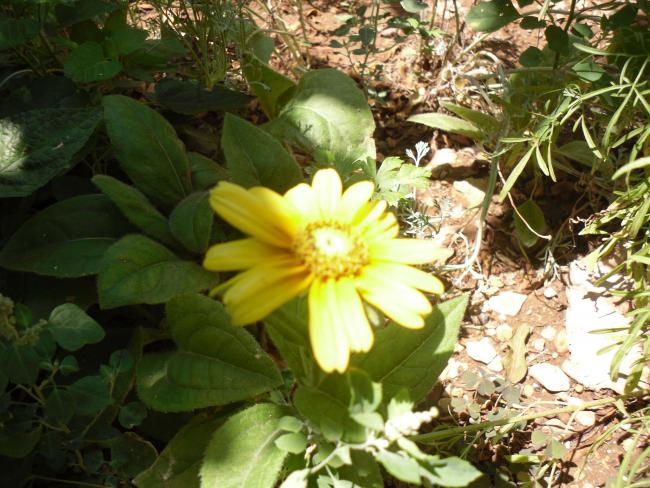Name:  SDC10849 copy.jpg
Views: 663
Size:  64.7 KB
