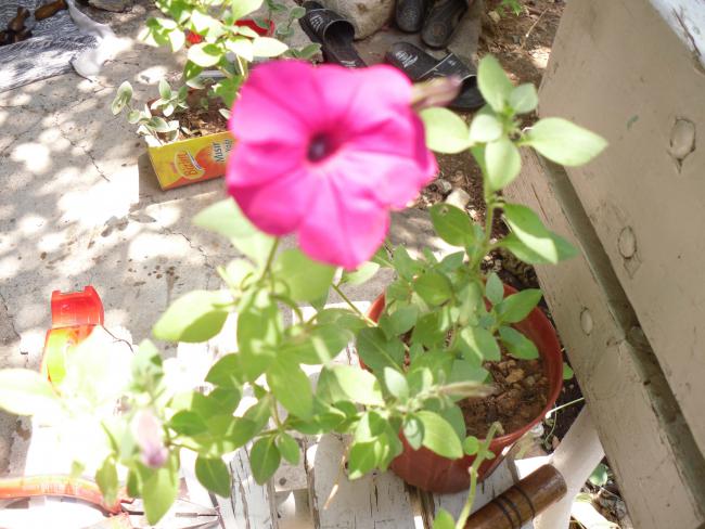 Name:  SDC10853 copy.jpg
Views: 641
Size:  54.4 KB