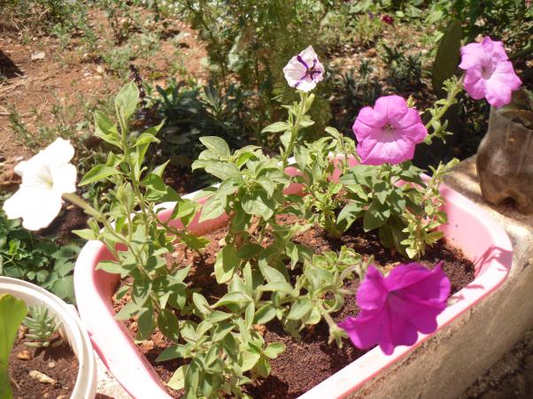 Name:  SDC10855 copy.jpg
Views: 657
Size:  72.4 KB
