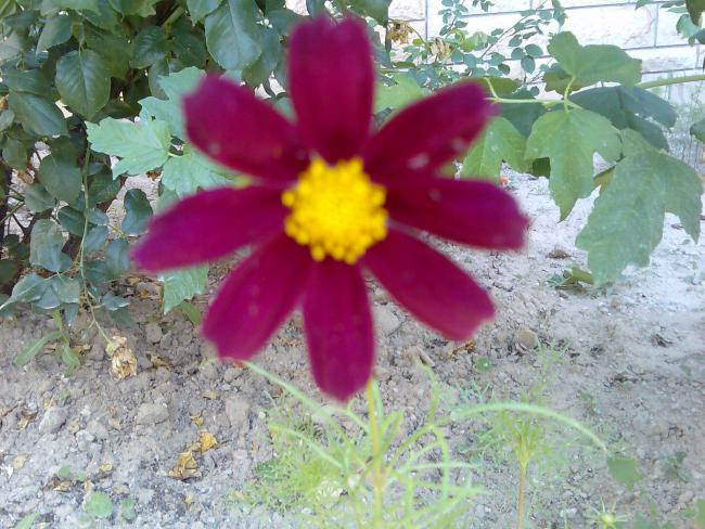 Name:  Grnt477.jpg
Views: 727
Size:  63.8 KB