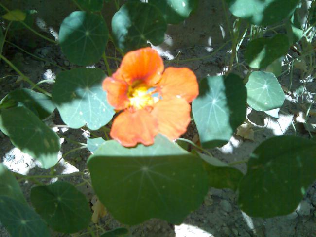 Name:  Grnt478.jpg
Views: 760
Size:  42.3 KB
