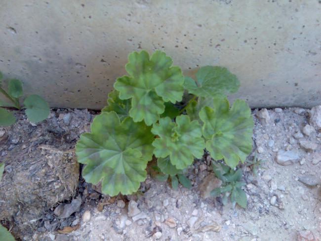 Name:  Grnt481.jpg
Views: 771
Size:  47.4 KB