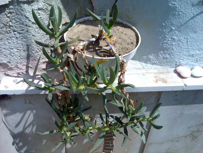 Name:  Grnt485.jpg
Views: 555
Size:  66.8 KB
