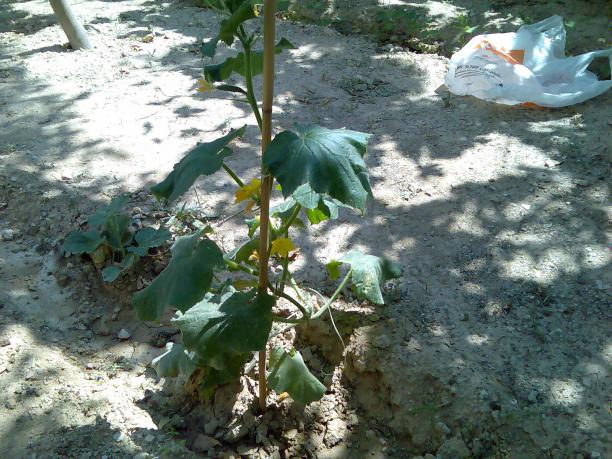 Name:  Grnt489.jpg
Views: 558
Size:  71.0 KB