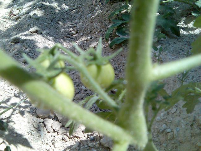 Name:  Grnt494.jpg
Views: 539
Size:  56.2 KB