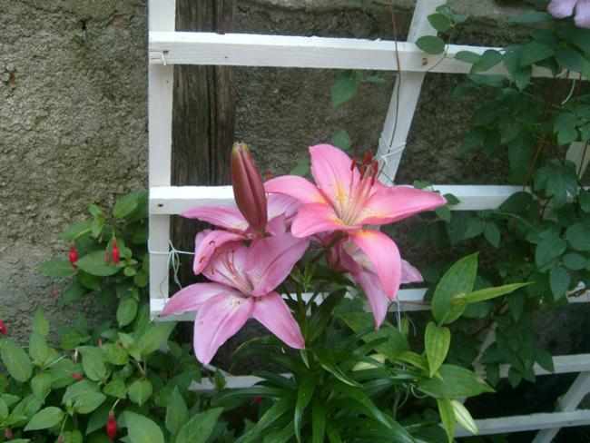 Name:  S6308801.jpg
Views: 554
Size:  55.0 KB