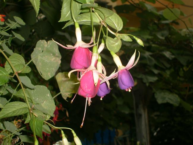 Name:  S6309004.jpg
Views: 622
Size:  43.5 KB
