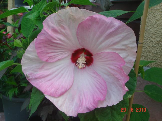 Name:  DSC01567.jpg
Views: 574
Size:  41.8 KB