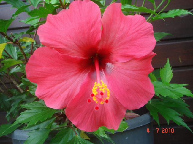Name:  DSC01743.jpg
Views: 560
Size:  41.5 KB