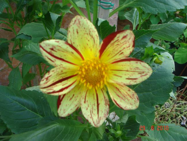 Name:  DSC01562.jpg
Views: 584
Size:  51.9 KB