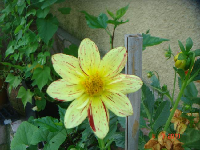 Name:  DSC01756.jpg
Views: 566
Size:  46.8 KB