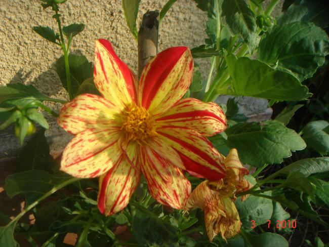 Name:  DSC01712.jpg
Views: 595
Size:  59.5 KB