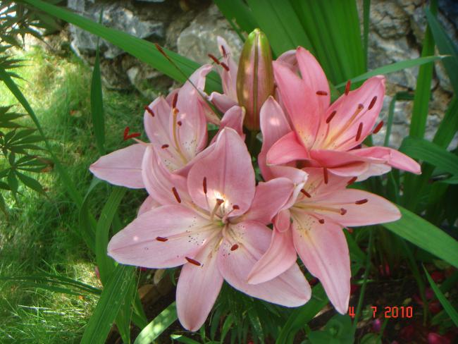 Name:  DSC01762.jpg
Views: 572
Size:  53.2 KB