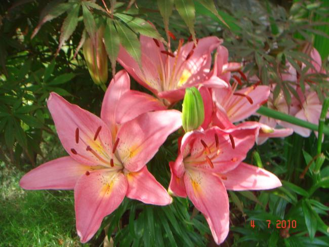 Name:  DSC01760.jpg
Views: 554
Size:  51.0 KB
